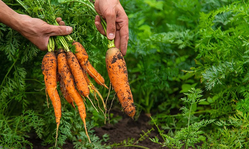 Hender som holder gulerøtter dratt opp av jorden.