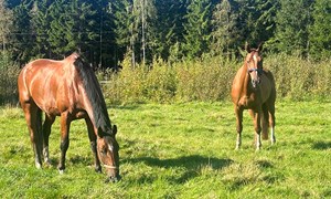 Hvordan bruker man det utfordrende grovfôret?