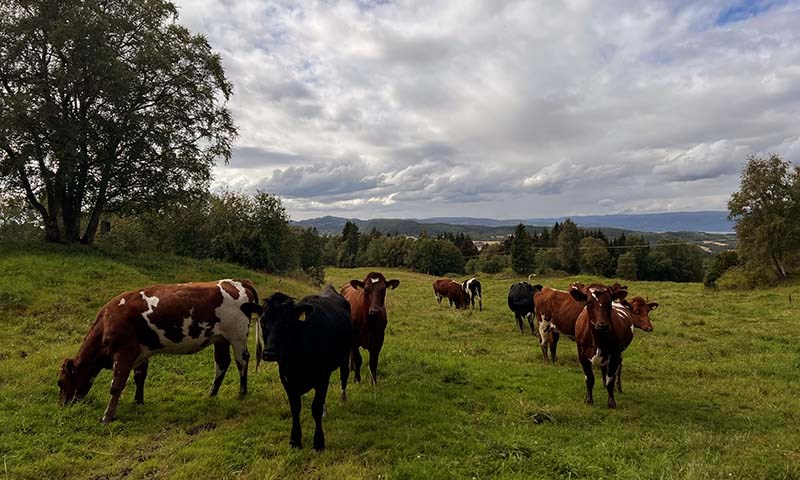 Godt beite og næringsrikt gras – veien til høy mjølkeproduksjon