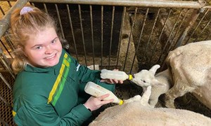 Norsketarianer for et år