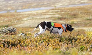 Utstyr til jakthunden  