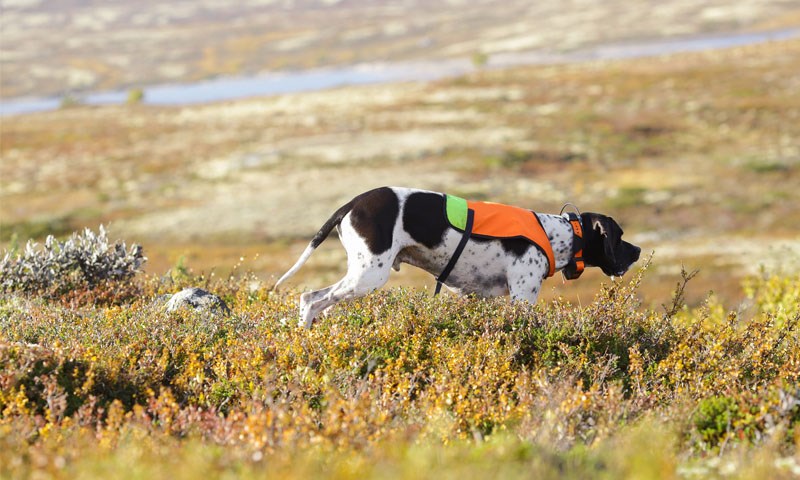 Fuglehund på jakt