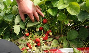 I år kan du dyrke en helt ny jordbærsort
