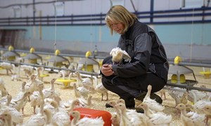 Kalkunfôr uten parasittmiddel