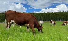 Fem tips for en vellykket beitesesong