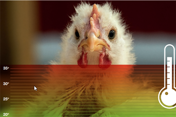 Varmestress hos fjørfe