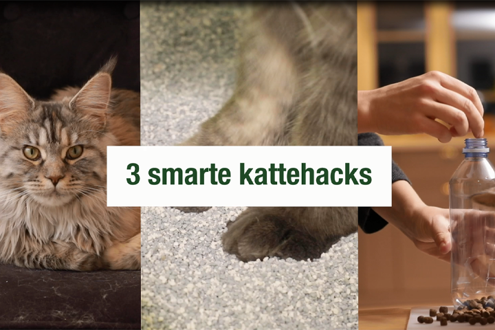 Tre smarte kattehacks