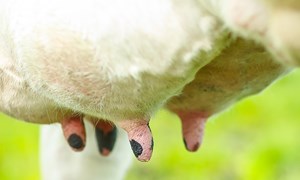 Fire grep for å øke mjølkeproduksjonen