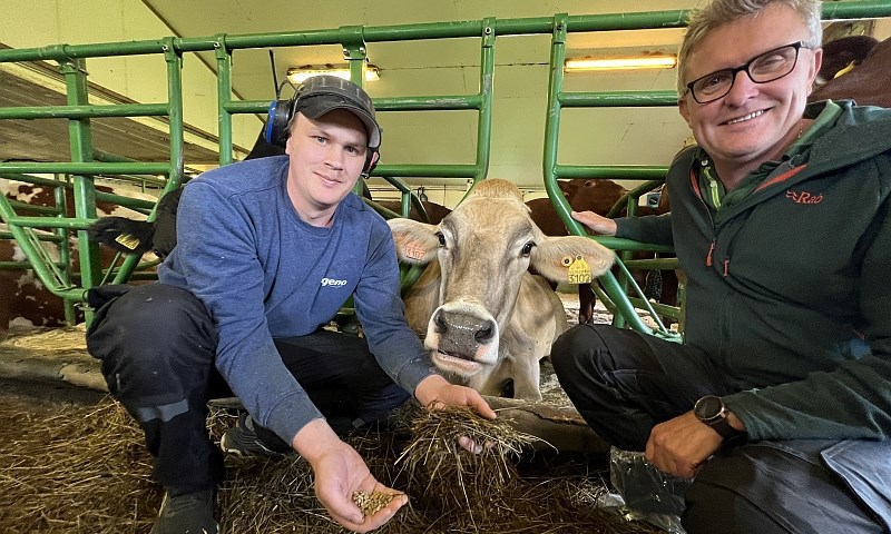 Bonde med kraftfôr, grovfôr, ku og fôringsrådgiver