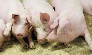 Svakere drektighetsfôr – for mindre kropp med mer spekk