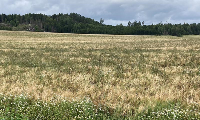 Viktige råd foran årets kornhøst