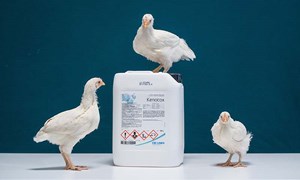 Biosikkerhet i fjørfehus