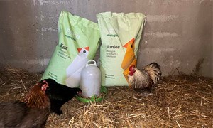 Økologisk Fryd-fôr til dine hobbyhøns