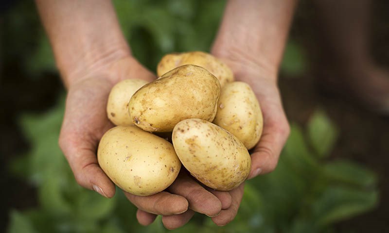 Slik dyrker du dine egne poteter