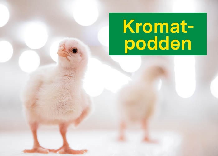 Velkommen til Kromat-podden