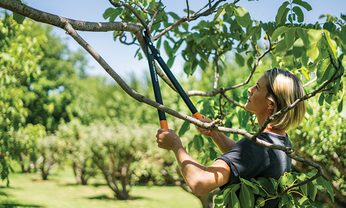 Beskjæring gir en frodig hage