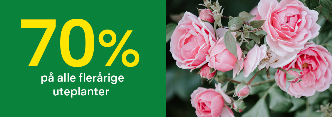 70% på flerårige uteplanter - kun i butikk