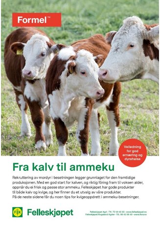 Fra kalv til ammeku