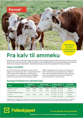 Fra kalv til ammeku