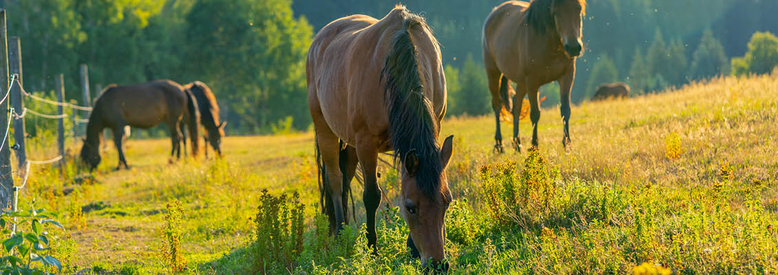 1130x400 - Agria - dyreforsikring -hest.jpg