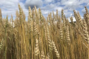 Liten justering i mai-prognosen