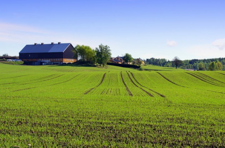 Åker i landskap som spirer. Foto.