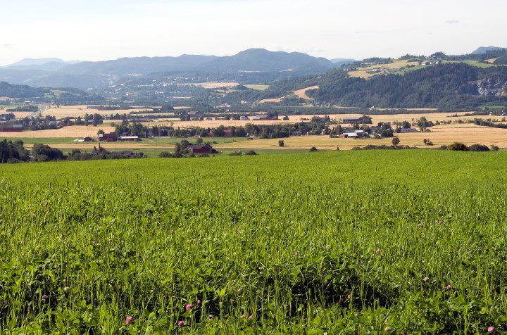 Eng i landskap med ulike frøblandinger. Foto.