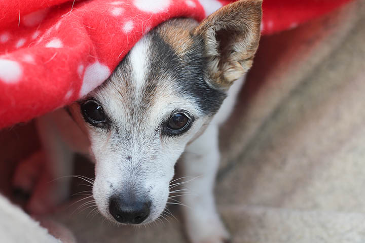 Bilde: skremt hund under pledd. 