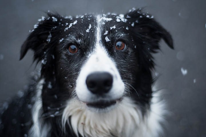 Portrett av hund i snøvær