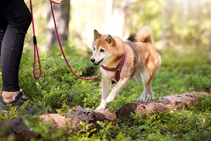 benzin skraber indlogering 7 tips for et mer aktivt liv med hund | Felleskjøpet.no