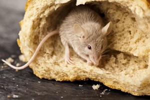Unngå skadedyr på hytta