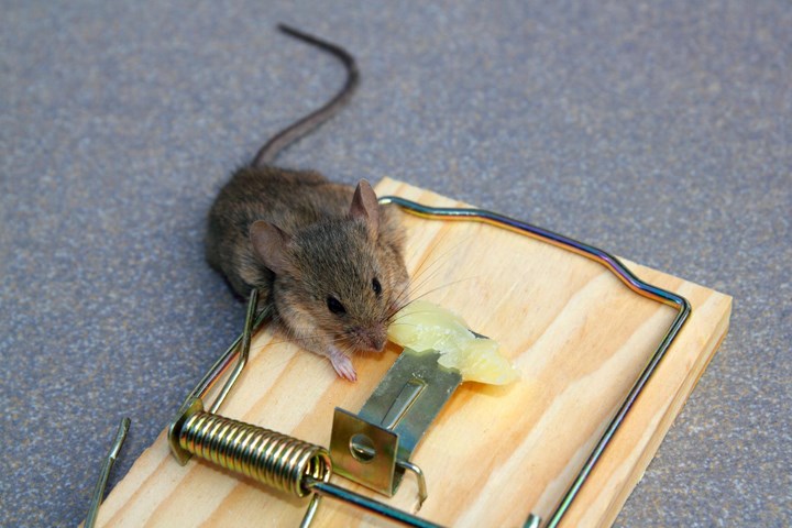 Unngå disse 7 vanlige musefelle-tabbene