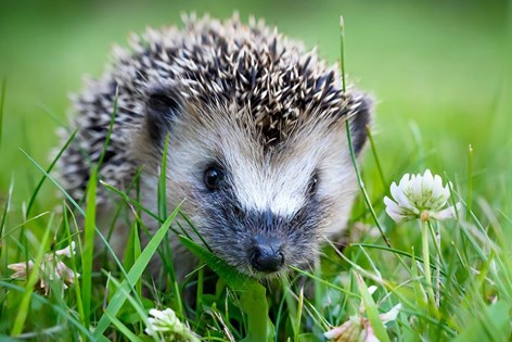 Beskytt pinnsvinet mot robotklipperen