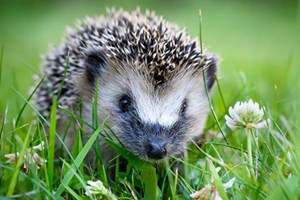 Beskytt pinnsvinet mot robotklipperen