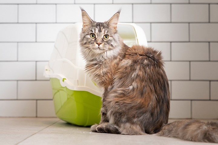 Den beste kattesanden - slik velger du riktig