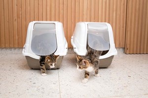 Slik får du katten til å bruke kattedoen