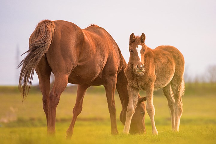 Hest med føll, på beite. Bilde
