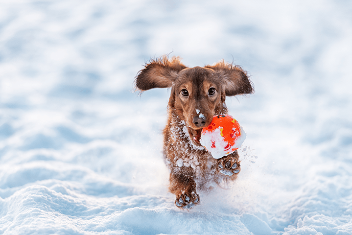 Roux Artifact Regulering Enkle forberedelser som gir hunden din en bedre vinter | Felleskjøpet.no