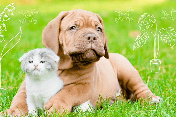 Giftige planter: pass på hunden og katten