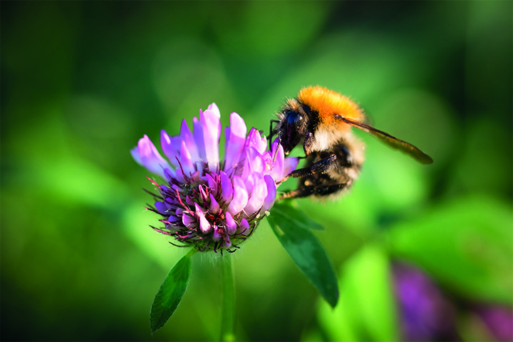 Gjør hagen din bievennlig