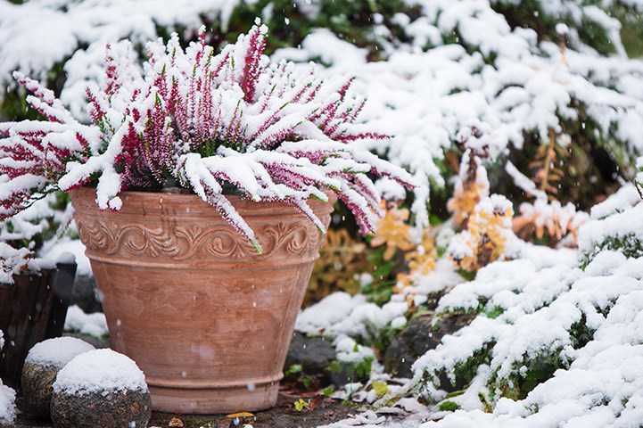 Calluna (lyng) dekket av snø. 