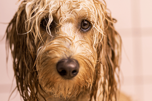 Hundehygiene fra topp til tå