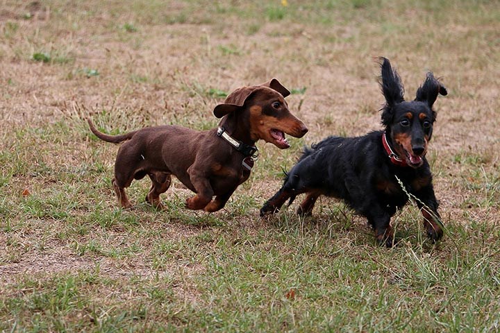 Riktig ernæring og fôring av hund i arbeid