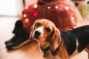 Riktig kosthold for hund i jula