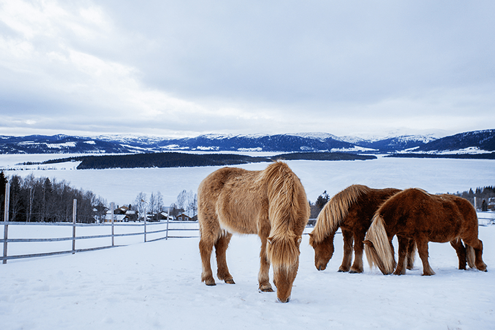 Hester i snø som spiser