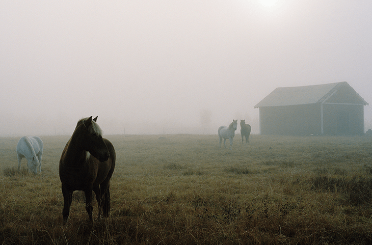 Bilde av hester ute på en eng i kaldt og tåkete vær.  