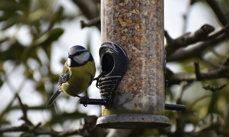 Småfugl spiser fra en fôringsautomat