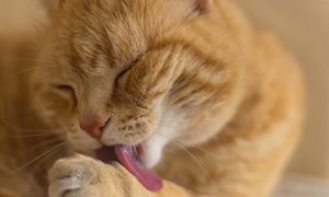 5 tips for å holde katten ren