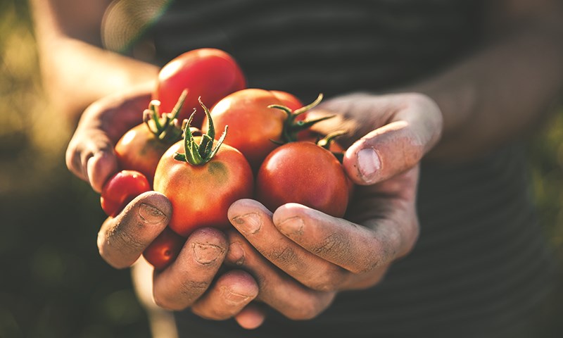 Slik planter du i pallekarm