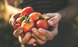 Slik planter du i pallekarmer